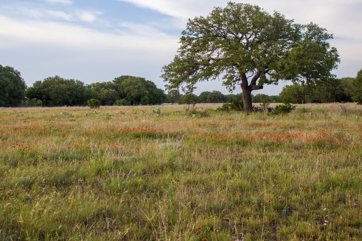 A large live oak tree in a meadow of wildflowers in the Texas Hill Country