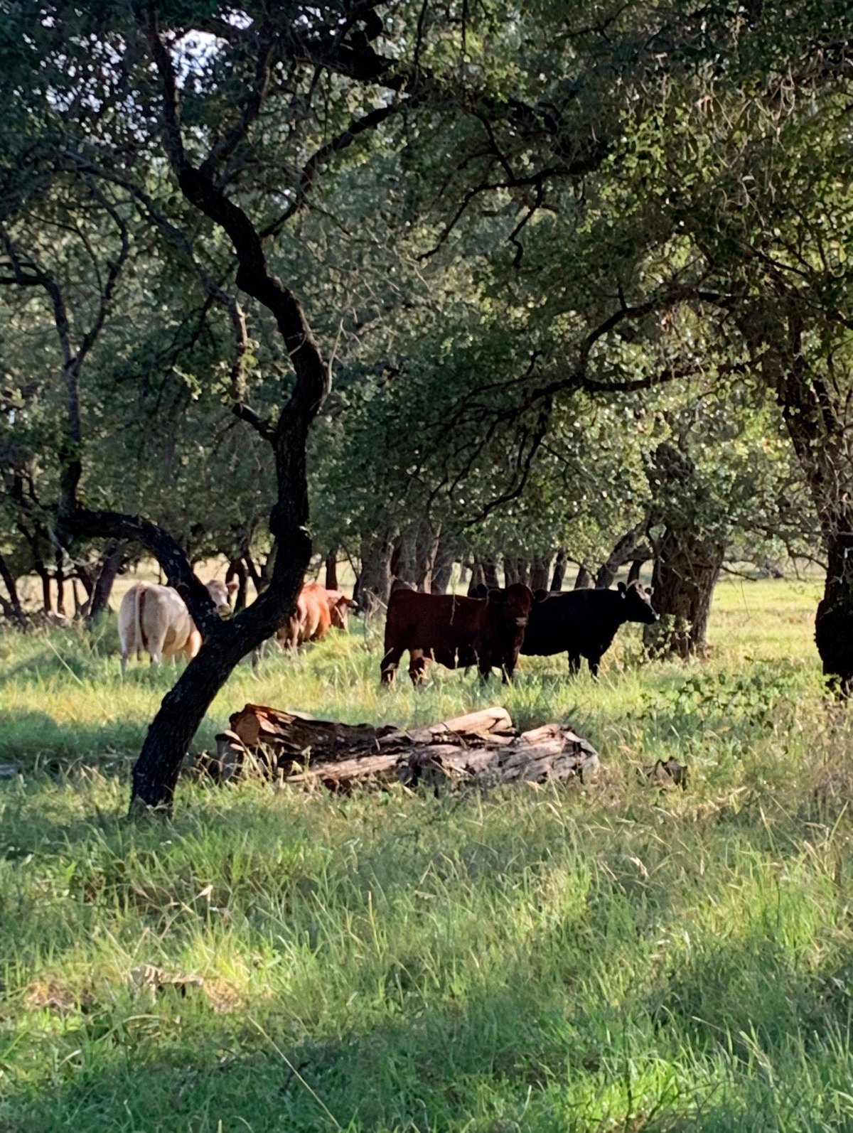 Cattle grazing under large oak trees in a green Texas Hill Country pasture
